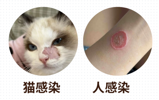 猫癣症状