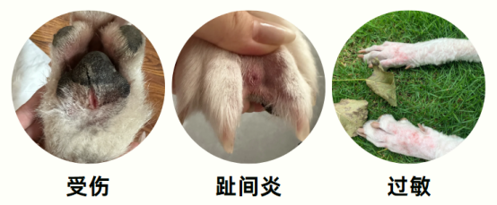 小狗一直舔自己的爪子