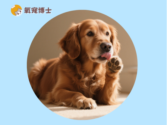 小狗舔自己的爪子是怎么回事？