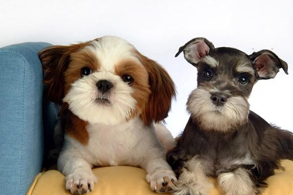 狗狗得了肠胃炎怎么办 狗狗肠胃炎在家怎么治