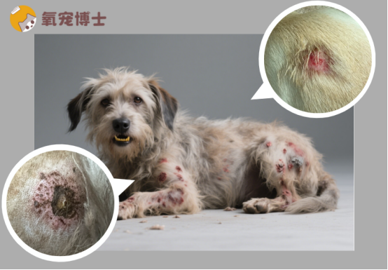 狗狗身上皮肤溃烂怎么办？