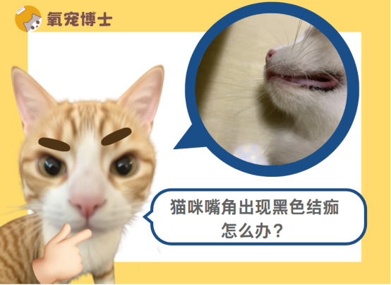 猫咪嘴角出现黑色结痂