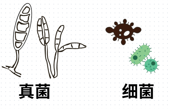 狗狗真菌感染用什么药？