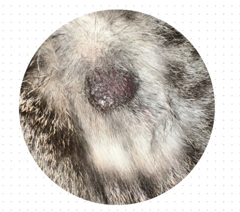 猫下巴长了黑色结痂怎么回事？