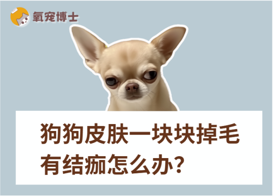 狗狗皮肤一块块掉毛有结痂怎么办?