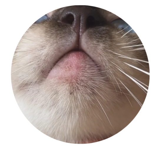 猫下巴长了黑色结痂是什么原因？