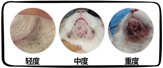 猫下巴掉毛秃了一块怎么回事？