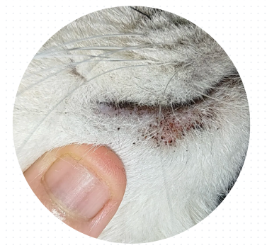 猫咪嘴角出现黑色结痂怎么办