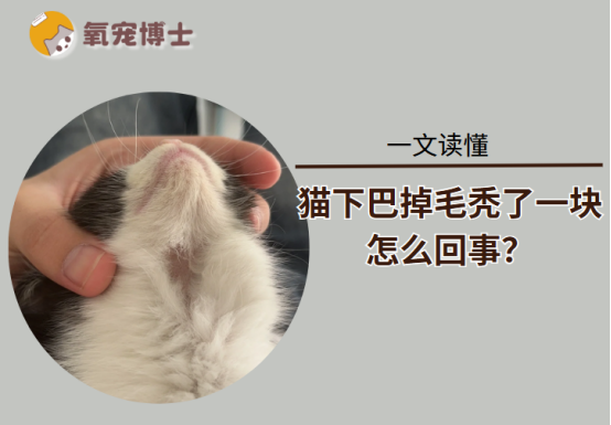 猫下巴掉毛秃了一块