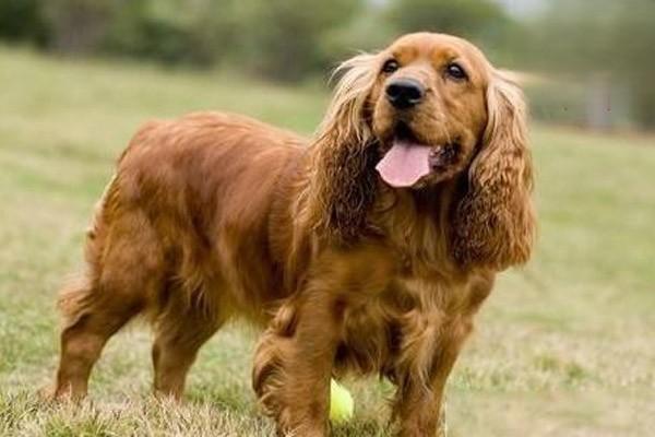 1615169696879805.jpg 为什么很多狗一言不合就打架