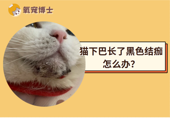 猫下巴长了黑色结痂怎么办？