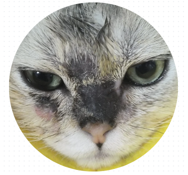 猫咪嘴角出现黑色结痂怎么回事