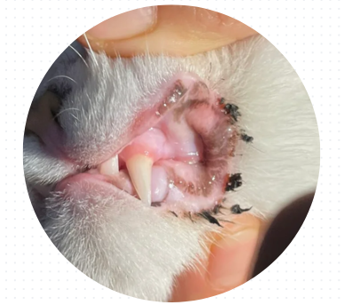 猫咪嘴角有黑色结痂