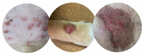 狗狗身上皮肤溃烂