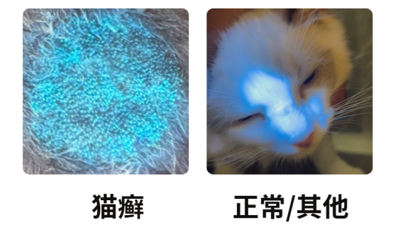 猫咪下巴秃了一块