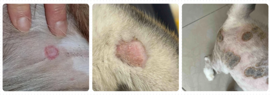 狗狗皮肤一块块掉毛有结痂