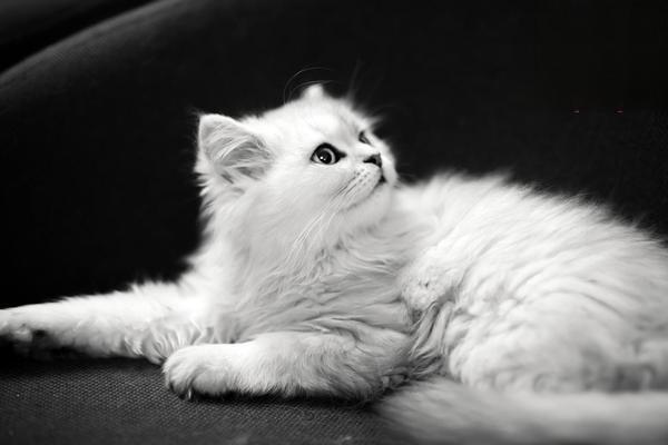 患有绦虫病怎么办