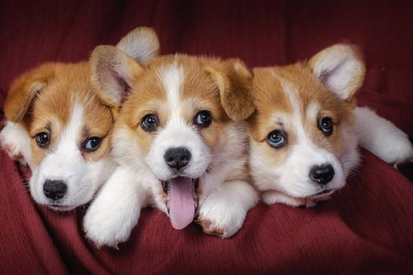 1615189448205807.jpg 幼犬生理特点