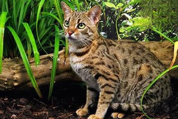 1615190666443664.jpg 为什么猫咪冻干价格能相差10倍