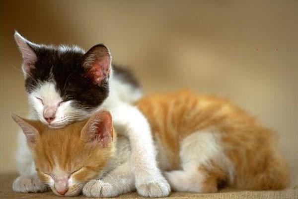 1615189925968438.jpg 假期不在家猫要怎么办