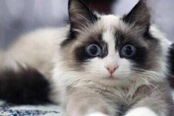 1615190228809175.jpg 猫咪每天应该吃多少