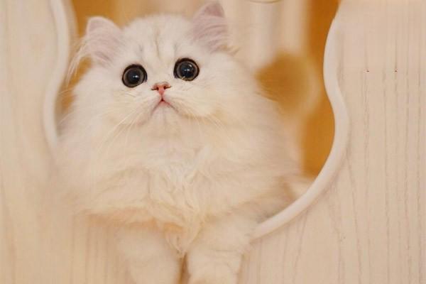 1615187279751869.jpg 养猫家庭日常预防和解决