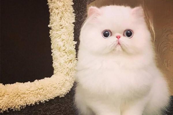 1615189783216092.jpg 假期不在家猫要怎么办