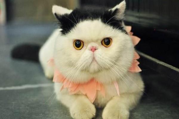 1615190541551171.jpg 捡了猫要准备什么