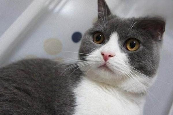 1615189706929866.jpg 假期不在家猫要怎么办