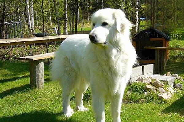 1615189435938245.jpg 幼犬生理特点