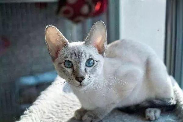 1615187312641831.jpg 养猫家庭日常预防和解决