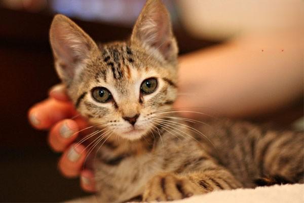 1615189768747932.jpg 假期不在家猫要怎么办