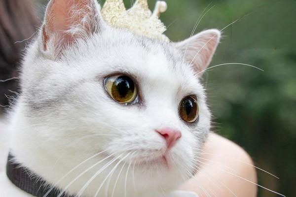 1615190685160381.jpg 为什么猫咪冻干价格能相差10倍