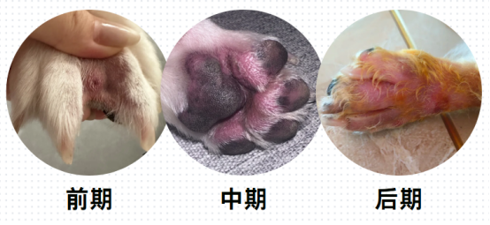 狗狗爪子缝隙红肿溃烂