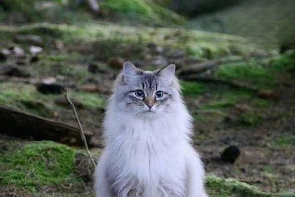 1615189692274148.jpg 假期不在家猫要怎么办