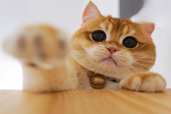 1615189750493900.jpg 假期不在家猫要怎么办