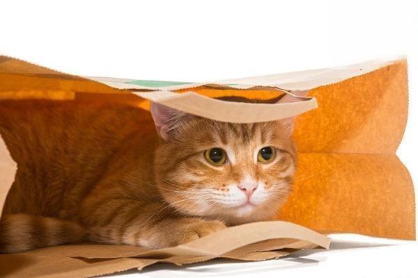 1615190645503876.jpg 为什么猫咪冻干价格能相差10倍