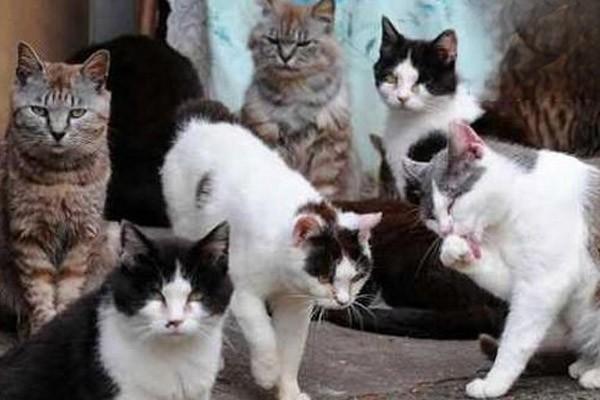 1615189986808371.jpg 假期不在家猫要怎么办