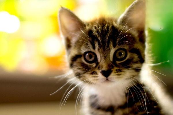 1615190209555090.jpg 猫咪每天应该吃多少