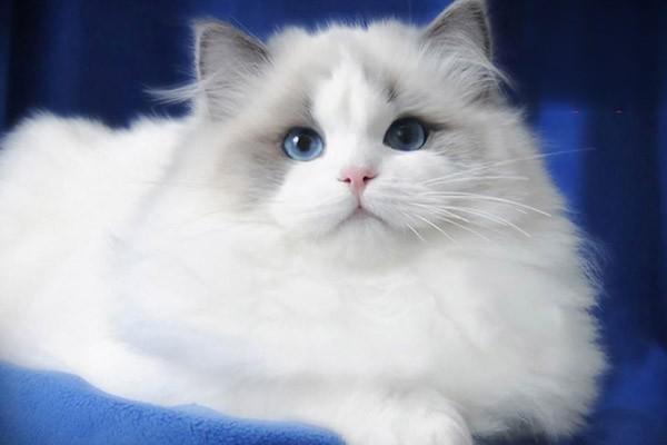 1615189664185762.jpg 假期不在家猫要怎么办