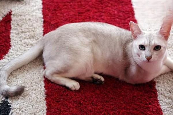 1615189812990394.jpg 假期不在家猫要怎么办