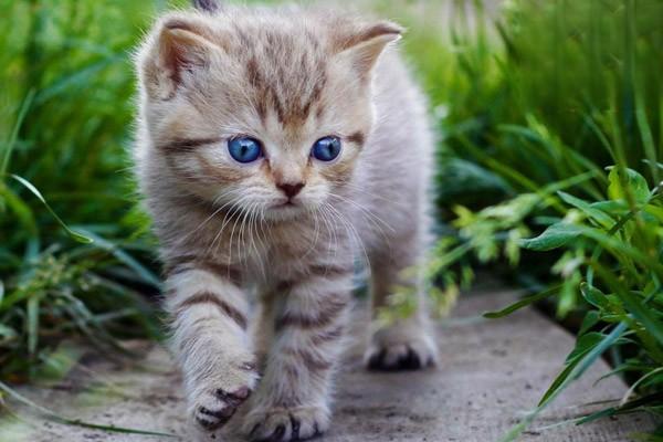 1615190017842983.jpg 假期不在家猫要怎么办