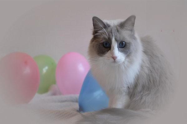 1615190571458521.jpg 捡了猫要准备什么