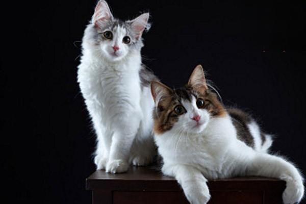 1615190656363276.jpg 为什么猫咪冻干价格能相差10倍