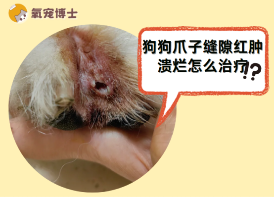 狗狗爪子缝隙红肿溃烂怎么治疗?