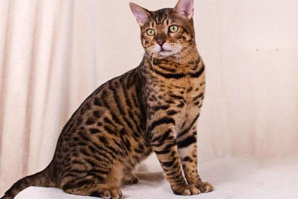 1615189621962032.jpg 假期不在家猫要怎么办