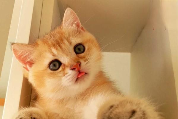 1615189914417567.jpg 假期不在家猫要怎么办