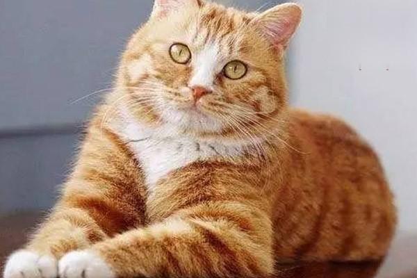 1615190025428993.jpg 假期不在家猫要怎么办