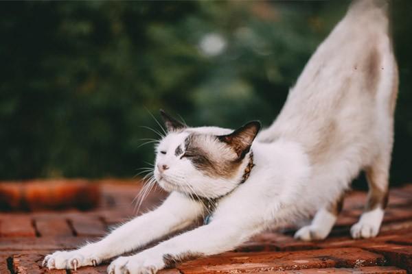 1615254638655761.jpg 如何避免猫咪粘连应激