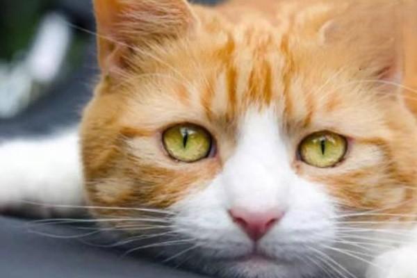 1615253925514500.jpg 猫咪耳朵姿态有什么含义